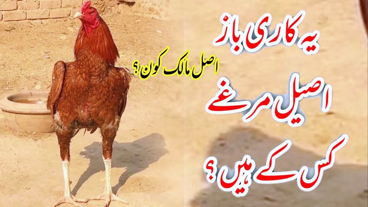 کاری باز اصیل مرغوں کا مالک کون؟ | Kari baz aseel