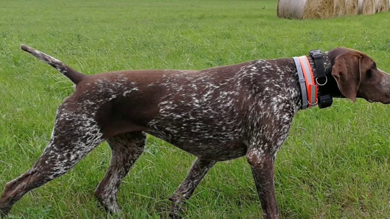 Deutsch kurzhaar - Erin z Budmer&iacute;c - pointing