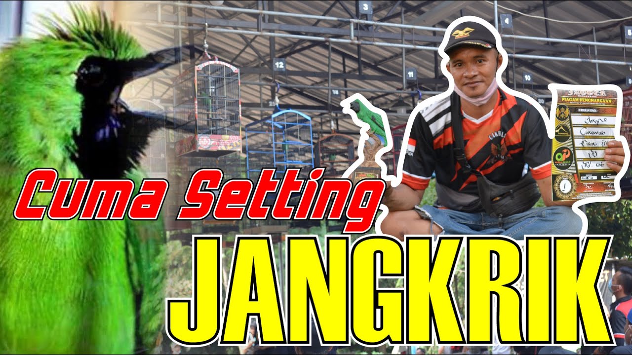 CUCAK IJO SETTINGAN CUMA JANGKRIK TANPA UH TANPA KROTO - BEDAH SETTINGAN IJO JUARA By HoBi ID