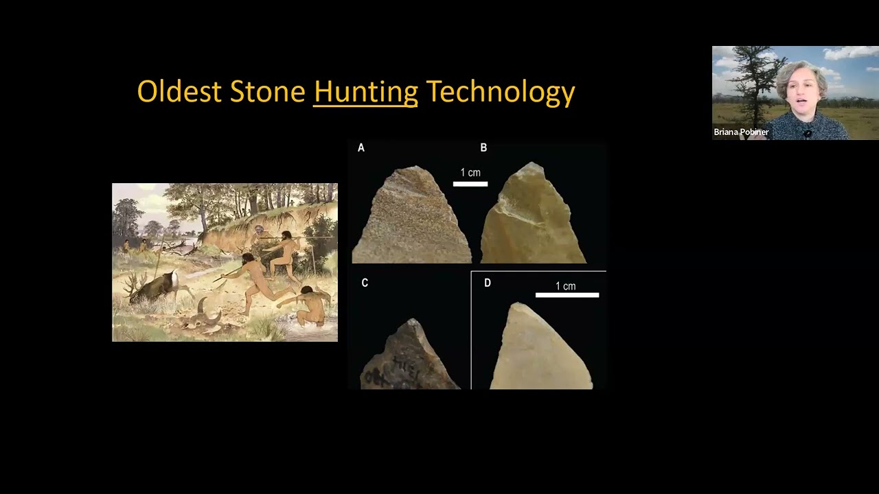The role of scavenging animal foods in the evolution of human diets