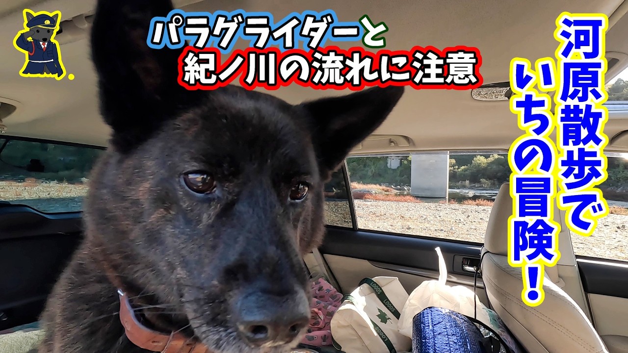 紀ノ川の河原散歩と愛犬いっちゃんの冒険！パラグライダーと流れる川の風景　甲斐犬いち