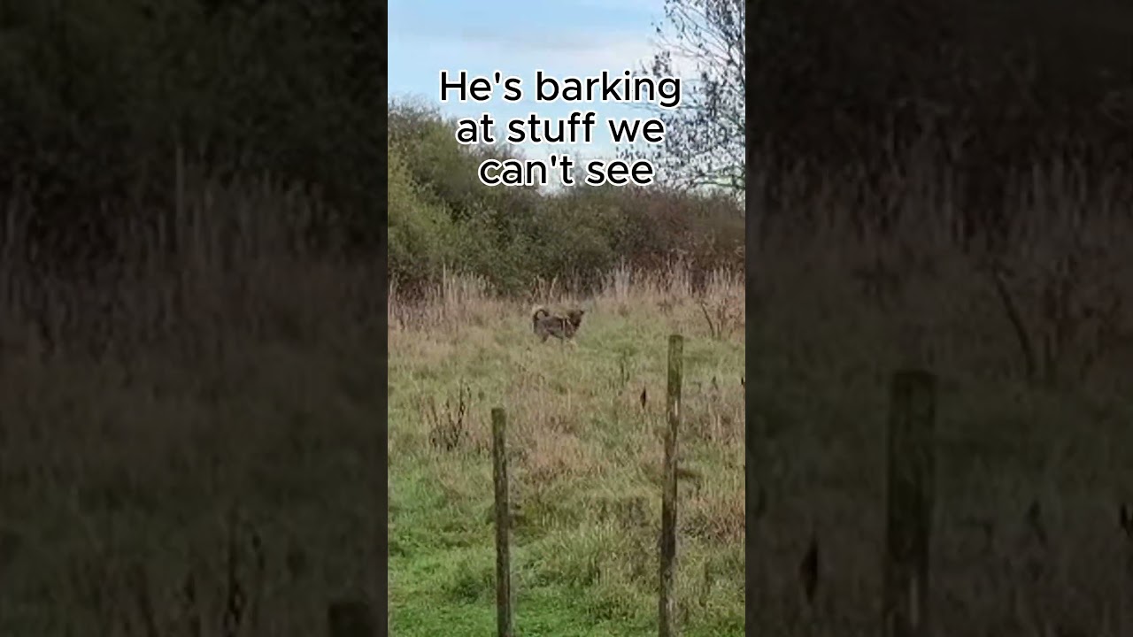 Canine guest Mox enjoying the freedom of our fully enclosed Dog-Friendly Meadow