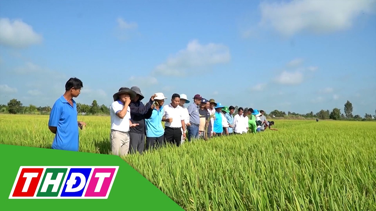 An Giang: Trình diễn giống lúa mới với nhiều ưu điểm vượt trội | THDT