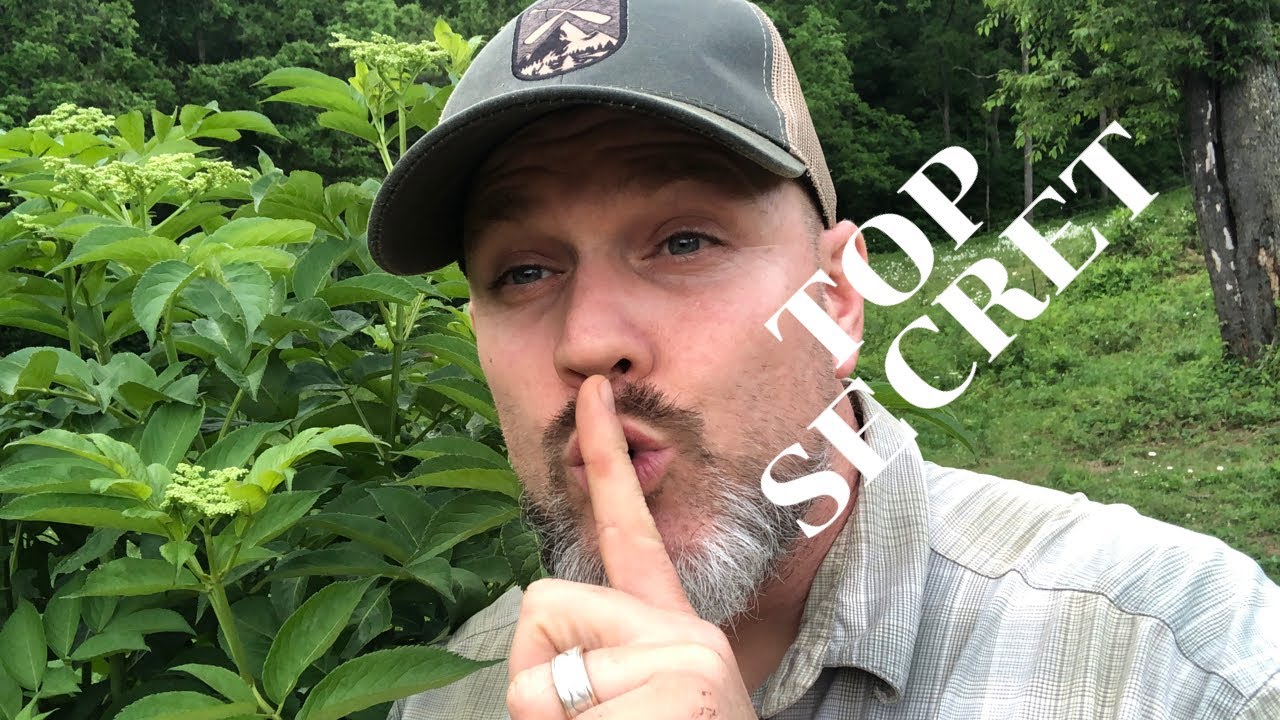 The Secret to Growing LOTS of ELDERBERRY PLANTS!