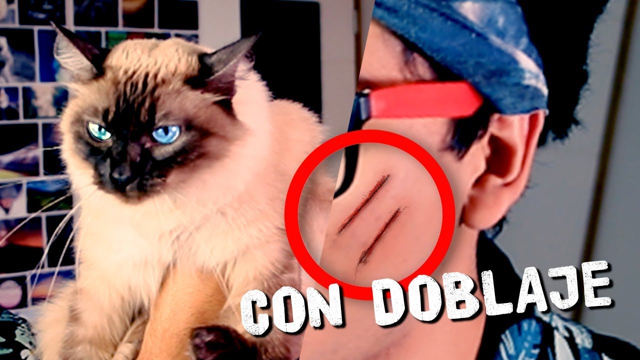 MI GATA ME ODIA | ANDYNSANE