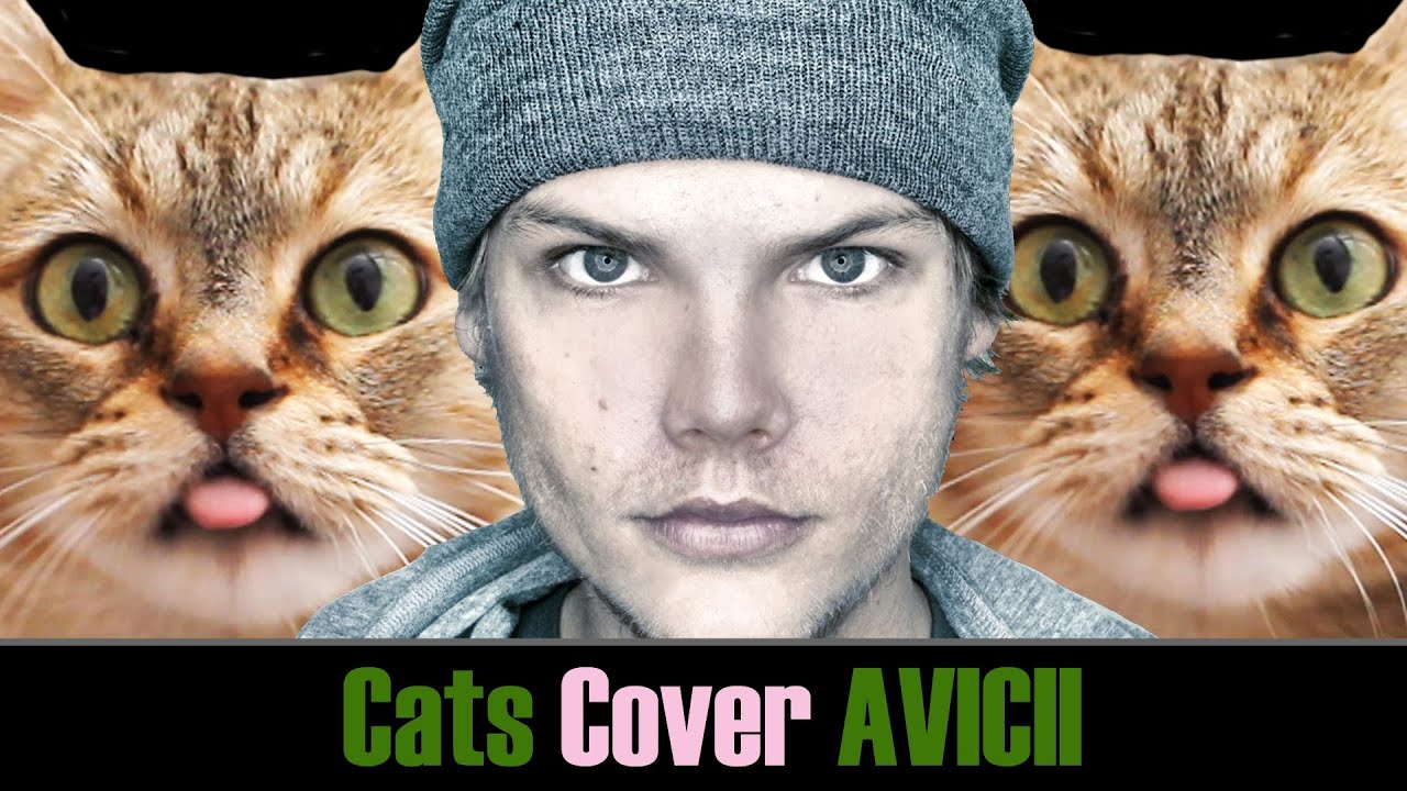 Avicii - Wake Me Up - Cats Cover