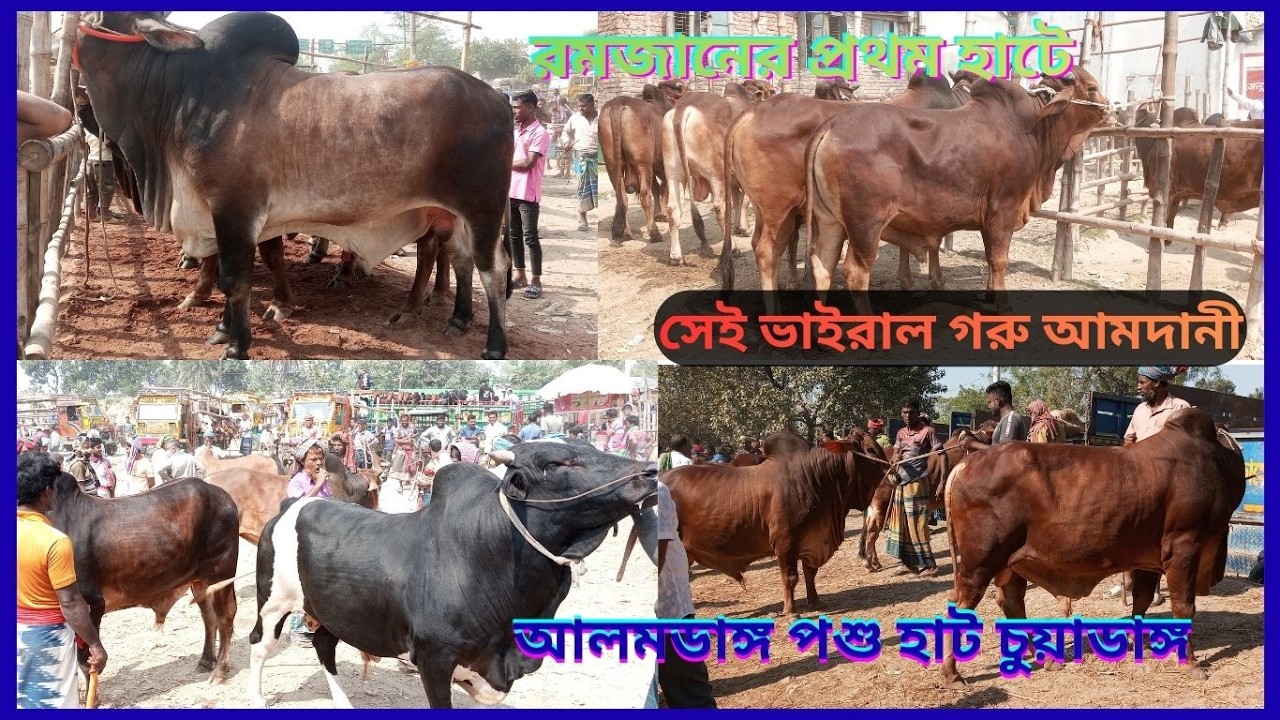 রমজানের প্রথম সেই ভাইরাল গরু আমদানী যার মূল্য বার লাখ টাকাআলমডাঙ্গা পশু হাট চুয়াডাঙ্গা #cowpricein#