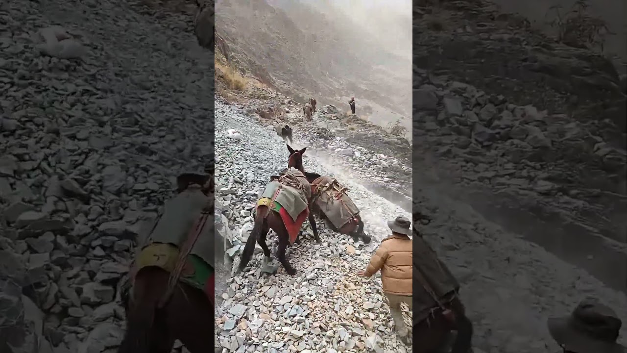 The Scree Flow Nearly Buried The Mule Team !