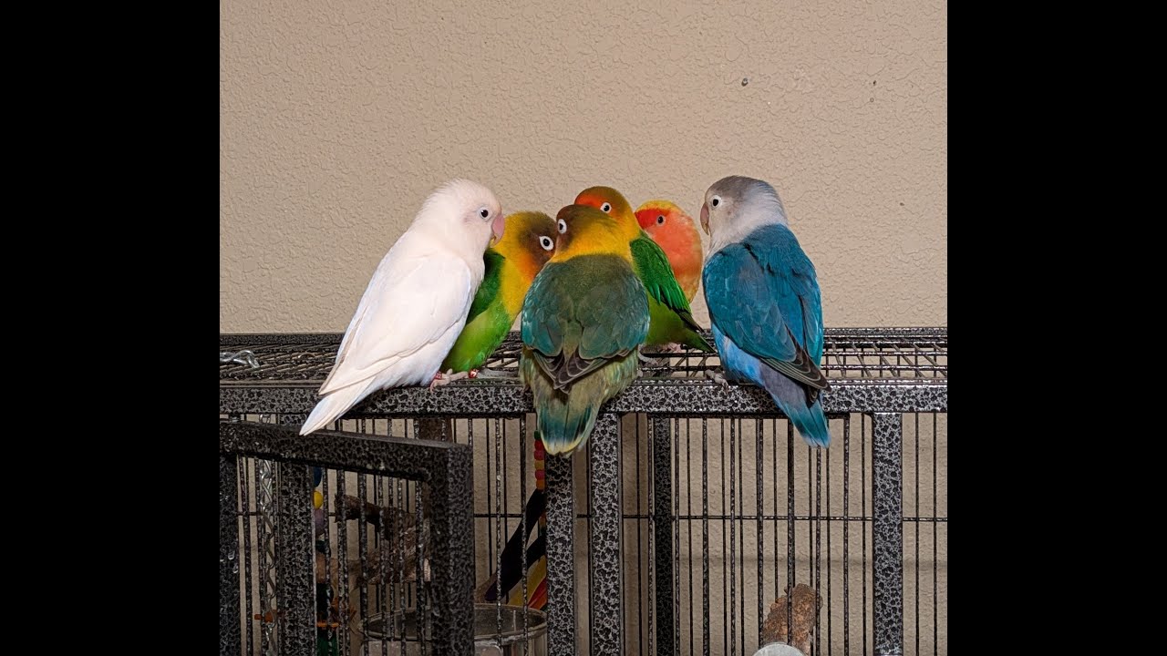 EXTREME Chirping Lovebirds You Won't Believe Exist!