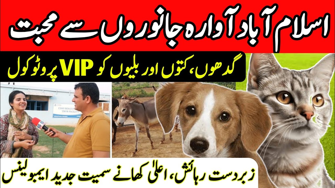 Animals Rescue Shelter in Islamabad | CDRS | Pakistan's Best Animals Facility Centre | Dogs & Cats