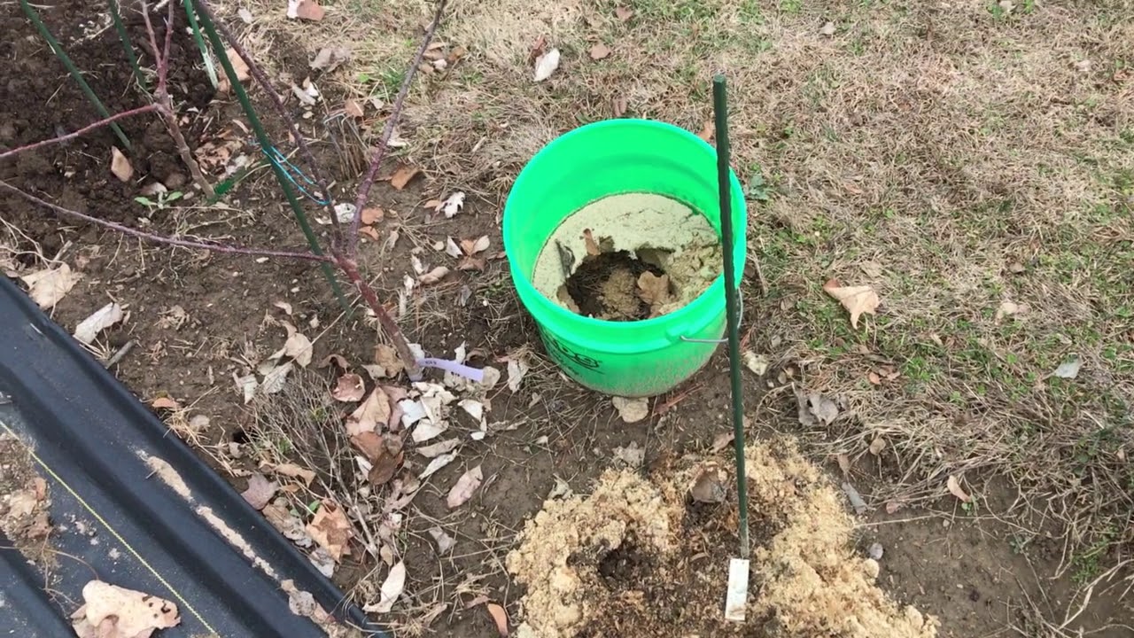 Apple Rootstock Propagation 2-3-2020