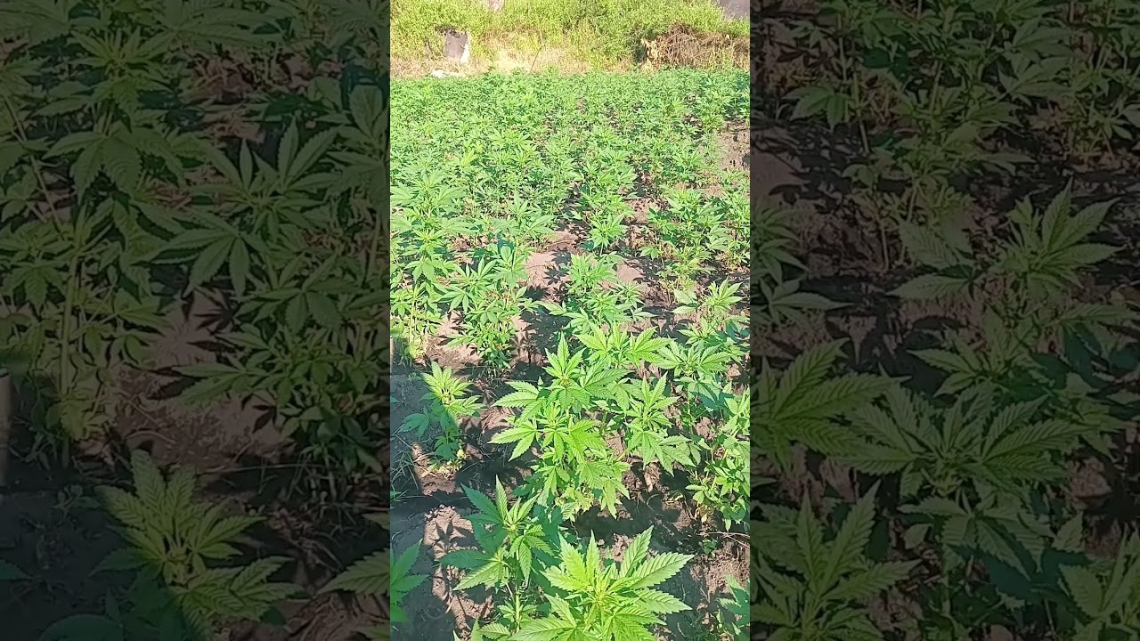 The Green Essence: A Closer Look at Cannabis Culture #CannabisCulture #420Vibes #HerbalEssence