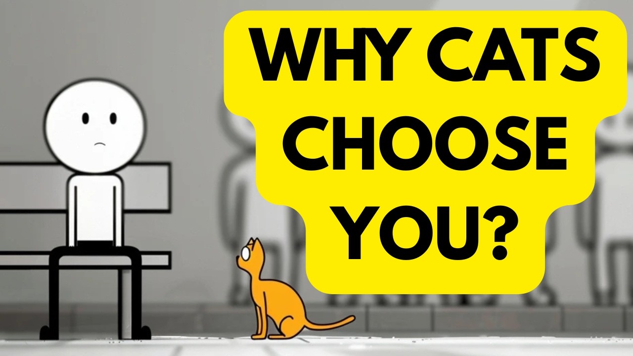 The Psychology of Cat Lovers: Why Cats Trust You