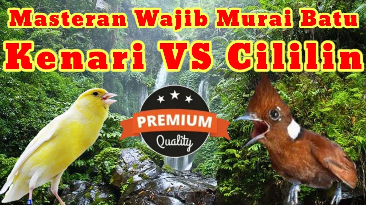 MASTERAN MURAI BATU || TEMBAKAN KENARI VS CILILIN BERJEDA Episode 01
