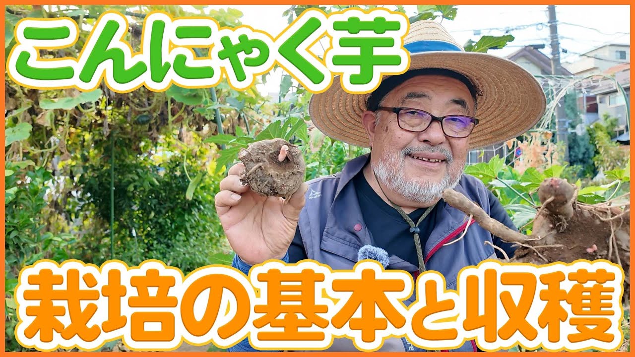 家庭菜園や農園のこんにゃく芋の収穫作業！来年の栽培に繋げる種芋の準備も解説！