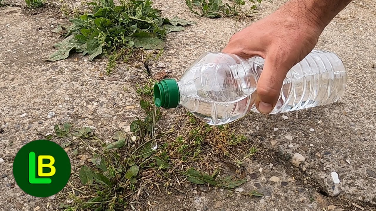 Как избавиться от сорняков? Мы тестируем натуральные средства от сорняков