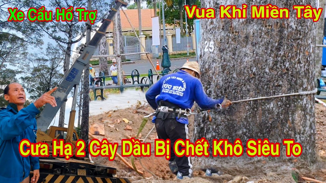 Vua Khỉ Miền Tây Cưa 2 Cây Dầu Siêu To Bị Chết Khô Thế Cưa Quá Huy Hiểm