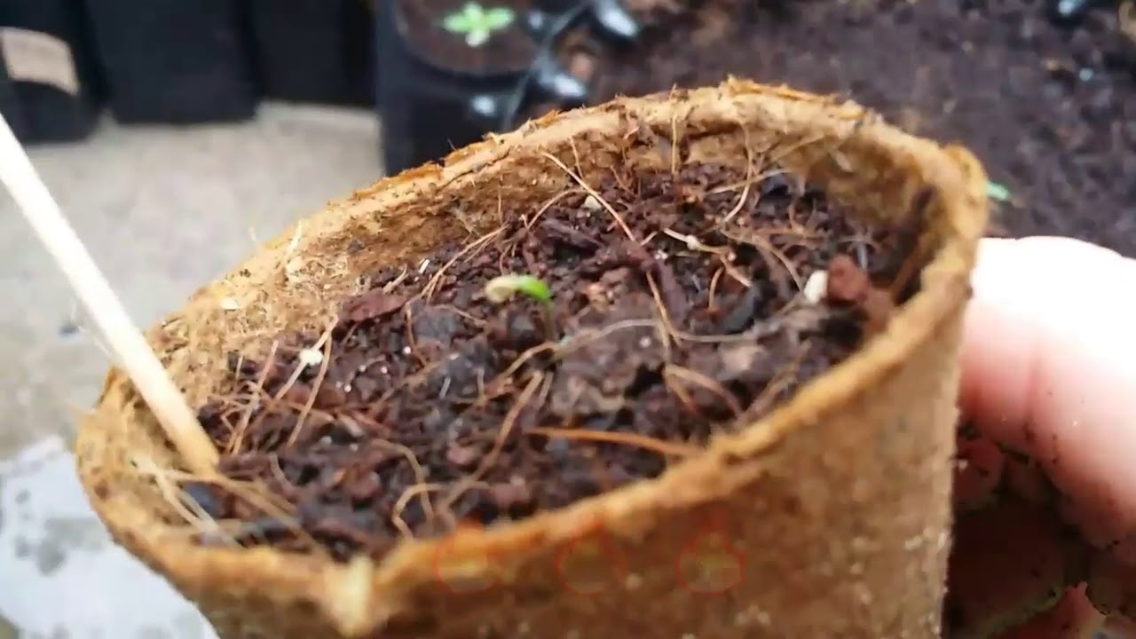 Bomb Seeds Big Bomb Auto - Grow Review Part 1