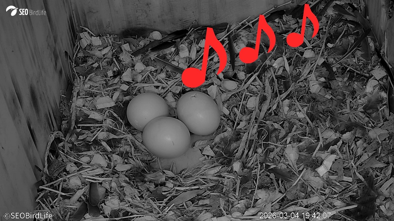 🐣🎶 ¡POLLITO PIANDO DENTRO DEL HUEVO! 🐣🎶.  Cárabos de Toledo, Castilla-La Mancha.