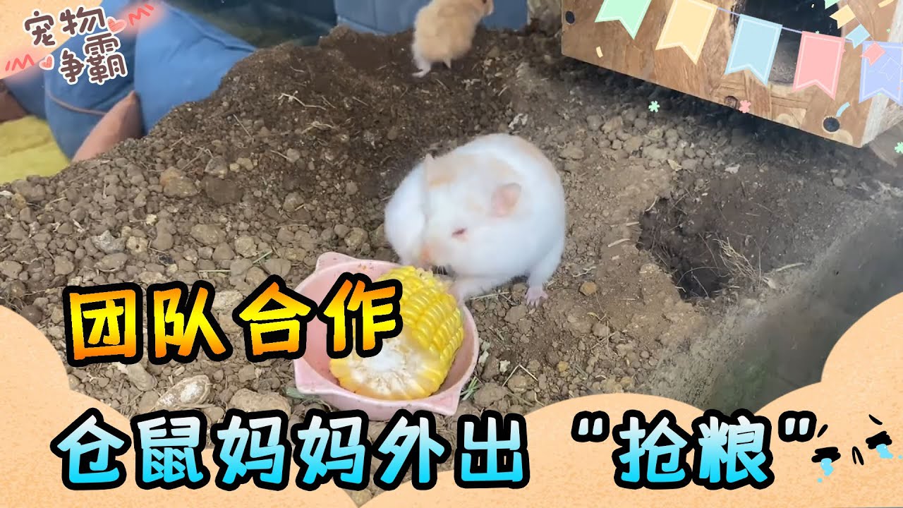 倉鼠媽媽外出“搶糧”，寶寶站崗嚴陣以待！萌到爆的倉鼠家族竟然比人還懂團隊合作！