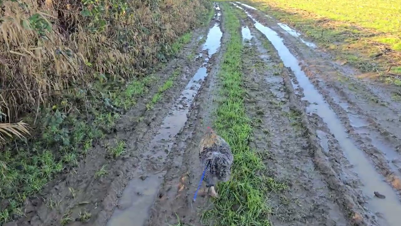 Buddy Update on the Farm
