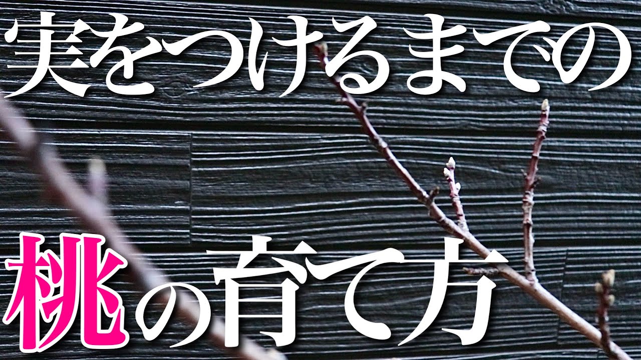 【桃】実を付けるまでの1年のサイクルと育て方を簡単に教えます