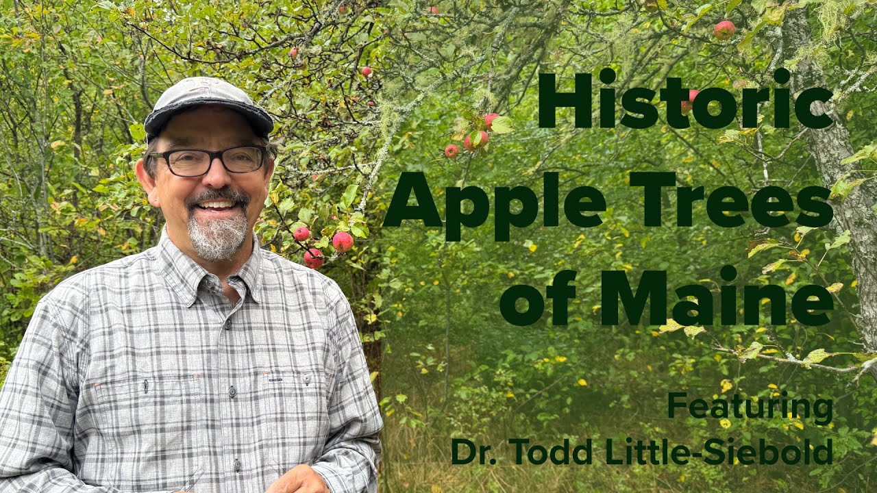 Historic Apple Trees of Maine
