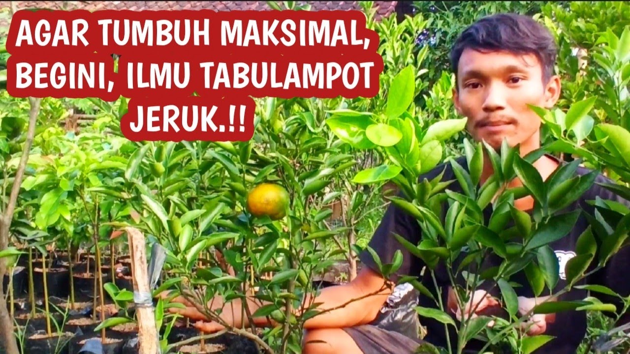 Cara Tabulampot Jeruk