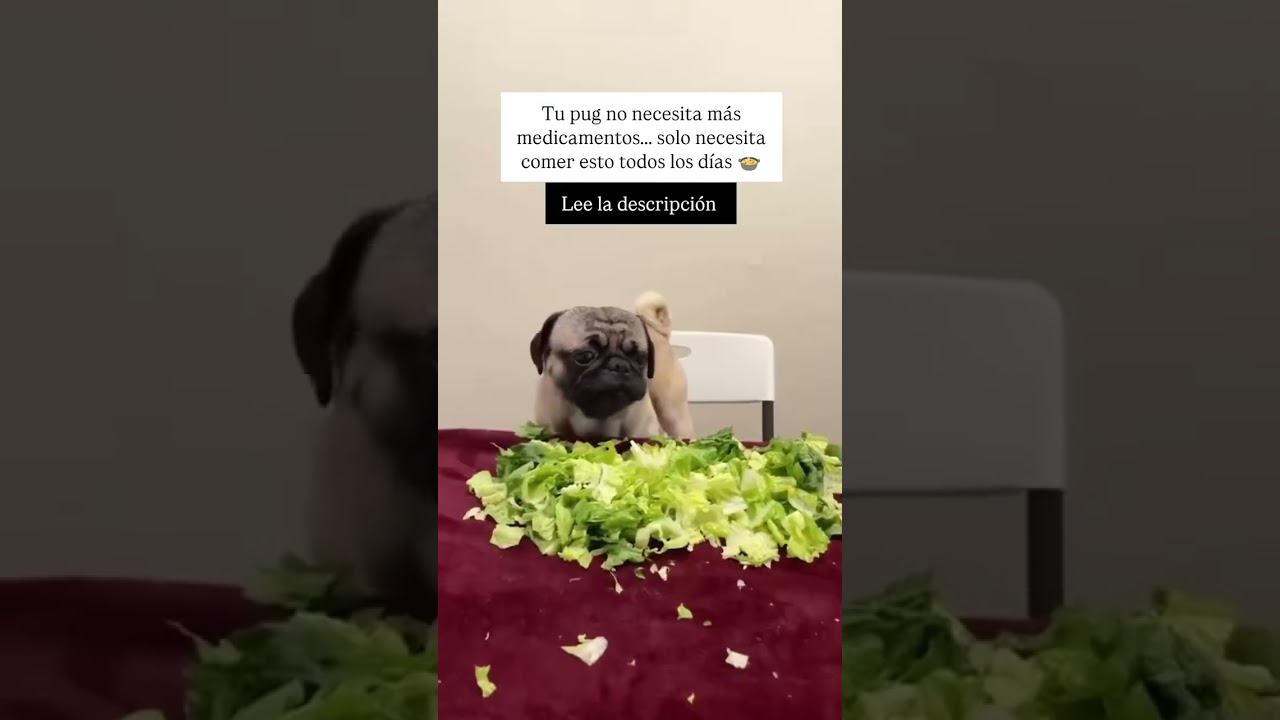 Muchos dueños creen que la única forma de mantener a su pug sano es con visitas constantes
