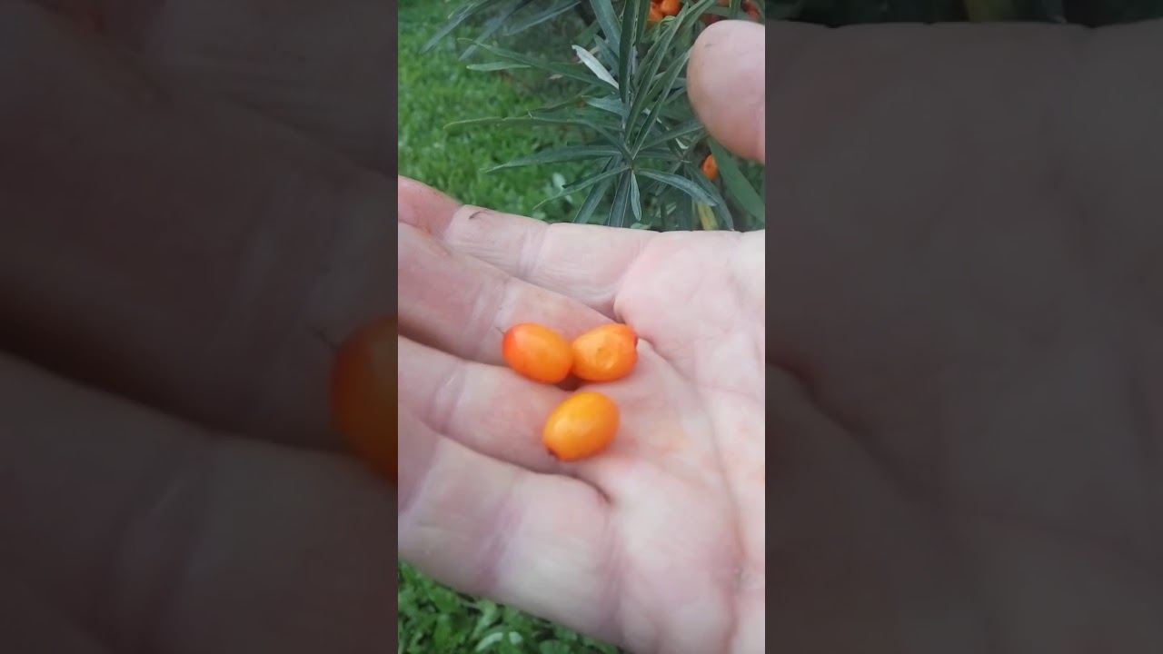 Сбор ягод облепихи.