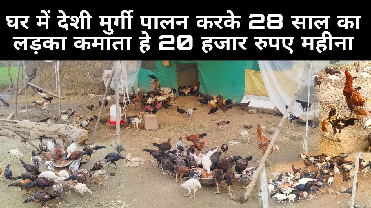 घर में देशी मुर्गी पालन करके लड़का साल के कमाता हे लाख रुपए 