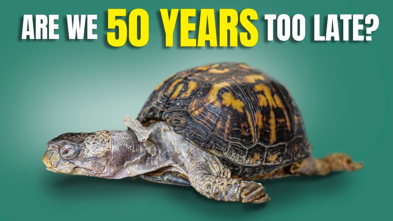Turtle Captured in 1977 Kept on Kitchen Floor and Fed Cat Food for Almost 50 Years!