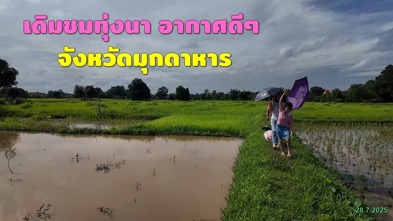 เดินเล่นทุ่งนา มุกดาหาร