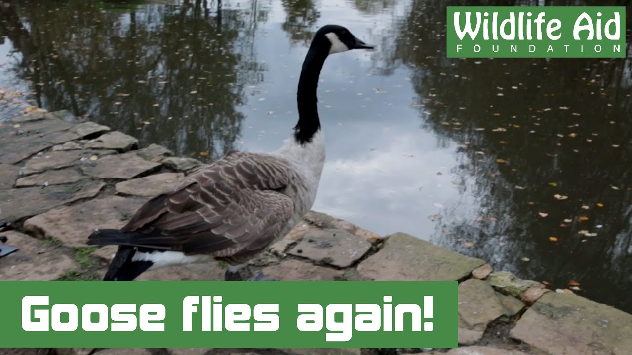 Canada Goose with shattered wing flies again!