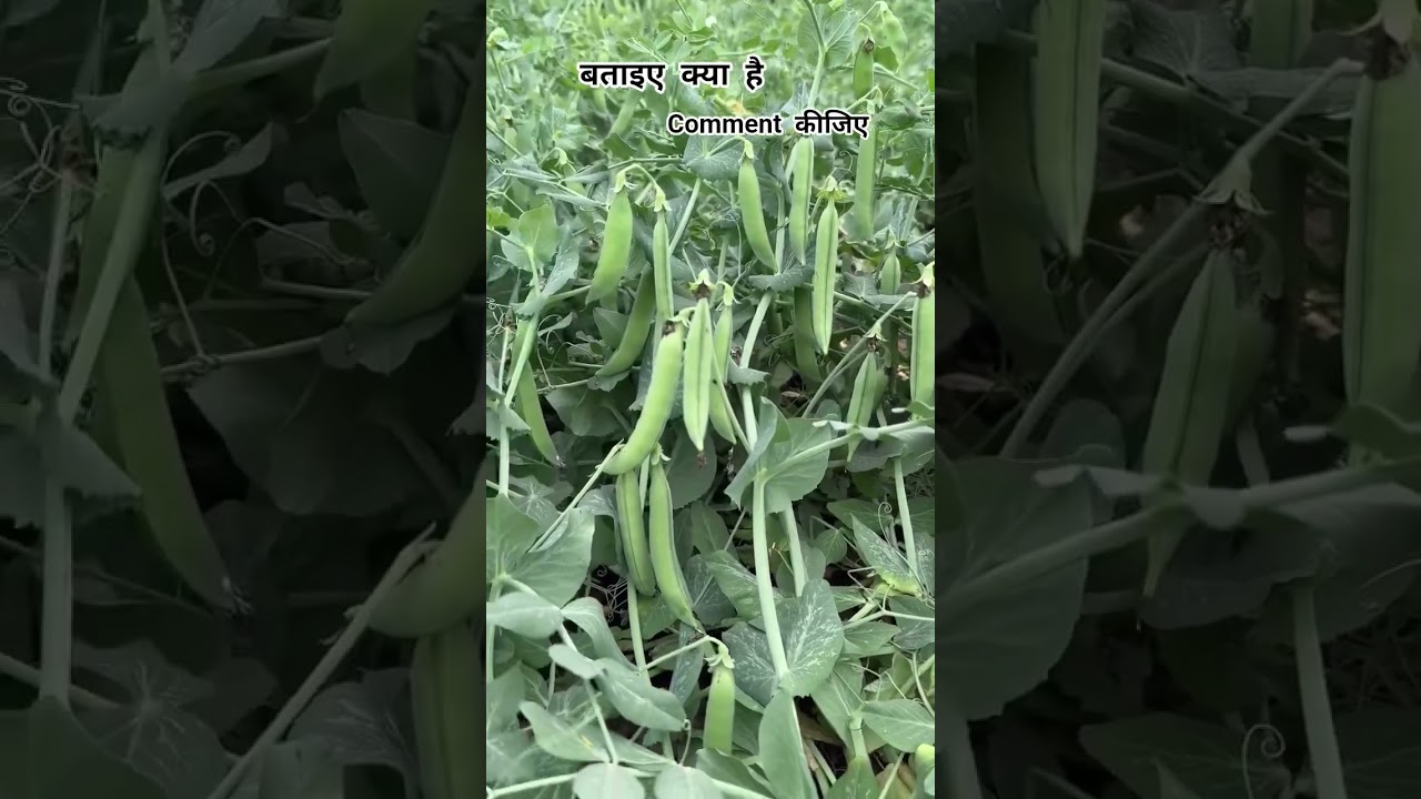 bataiye kya hai comment kijiye 