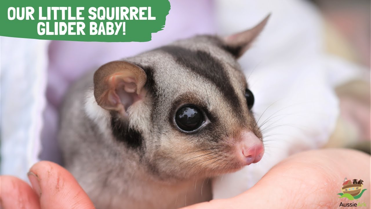 SQUIRREL GLIDER BABY!