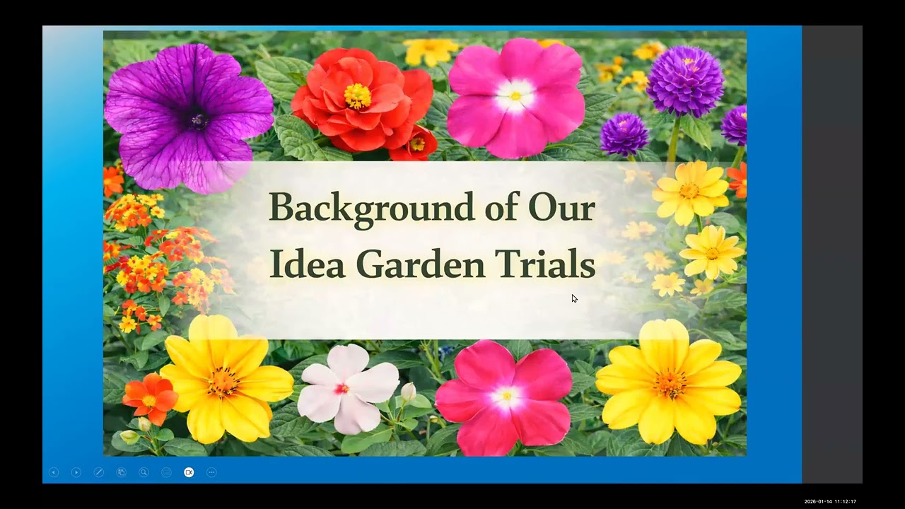 The Good, The Bad   The Bloom ful   January 14, 2026 HD 1080   WEB H264 4000