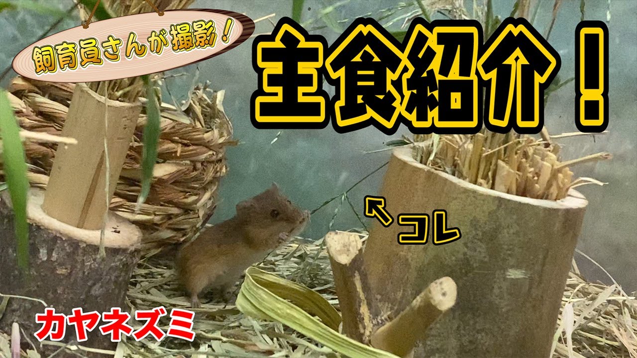 カヤネズミが好んで食べる意外なアレ
