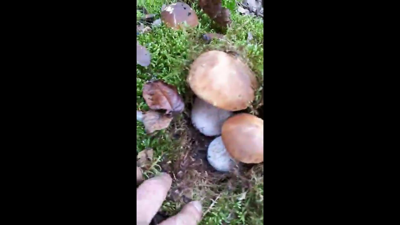 Baravykai 2019m. spalio 23d.