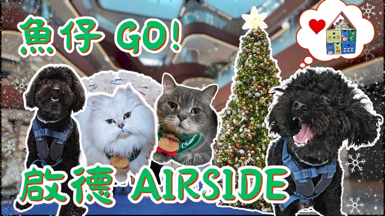 〖魚仔Go！〗啟德 Airside | 帶狗狗逛商場 | 小店林立 | 濃濃聖誕氣氛 | 寵物友善 | 寵物好去處 | 狗狗都可以一齊坐低食飯！？ 〖WeareBlackWhiteGrey黑白灰〗