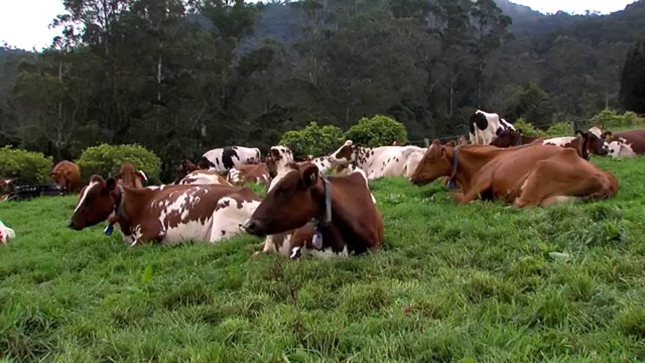 Ganado Ayrshire - Rojo Sueco - Tv agro By Juan Gonzalo Angel