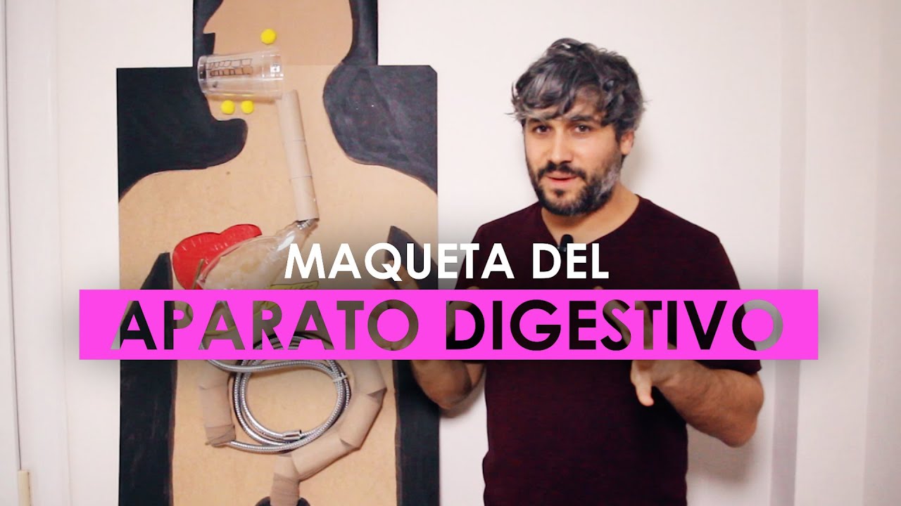 Maqueta  del aparato digestivo
