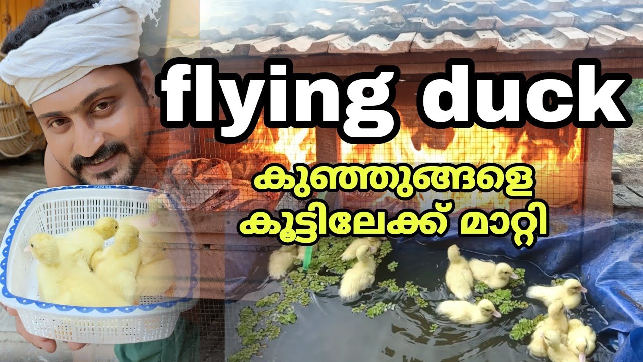 നമ്മുടെ കുഞ്ഞുങ്ങളെ എല്ലാം.. കൂട്ടിലേക്ക് മാറ്റി  // #keralafarming  #flyingduck