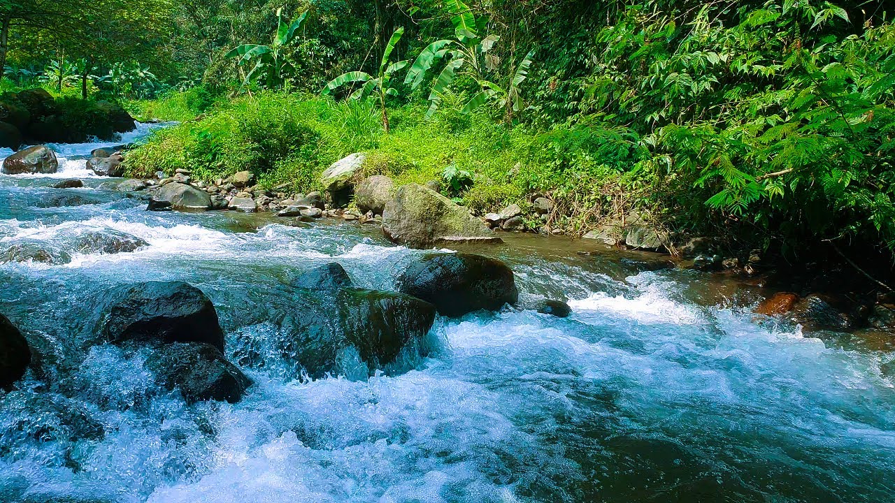 Gentle river movement surrounded by trees, birds chirping lightly, peaceful ASMR sleep ambience