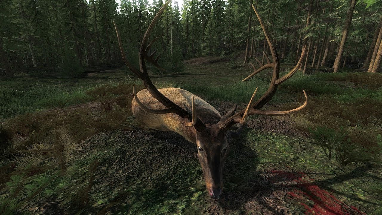 Hunting wapiti needs a lot of patience!