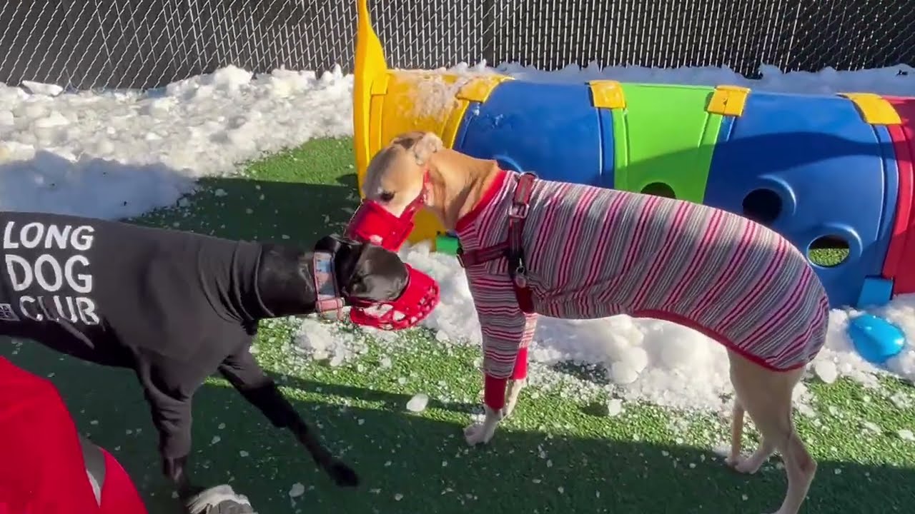 GPNL's “A Very Sighthound Christmas” Party 2025