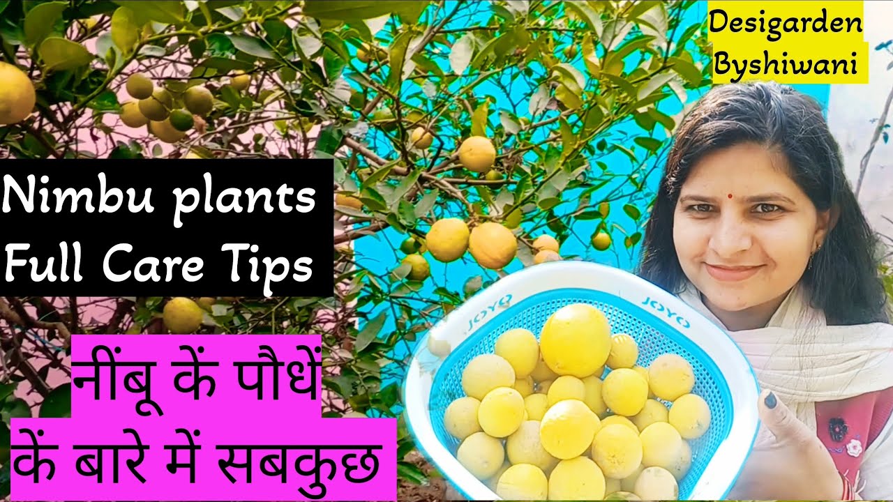🍋 कागजी नींबू (Key lime)कें पौधें की पूरी जानकारी |🍋 Lemon plant  full  information and care tips 