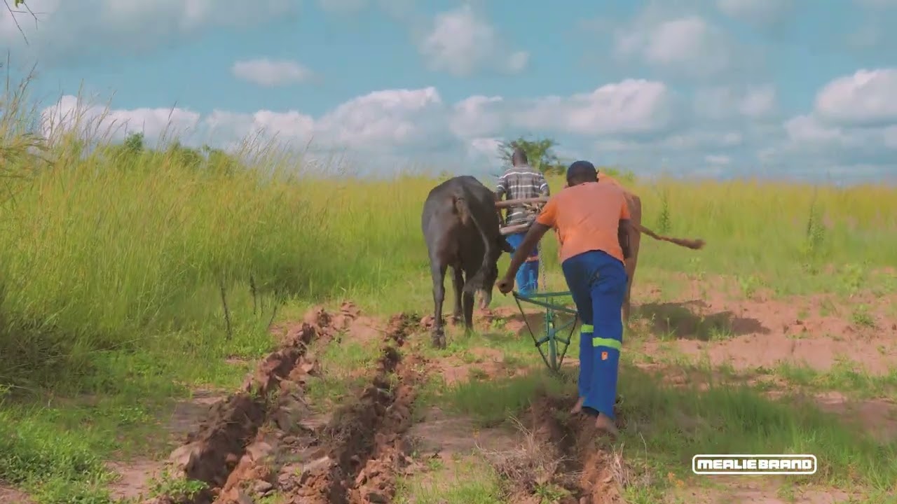 Mealie Brand Magoye Ripper Plough