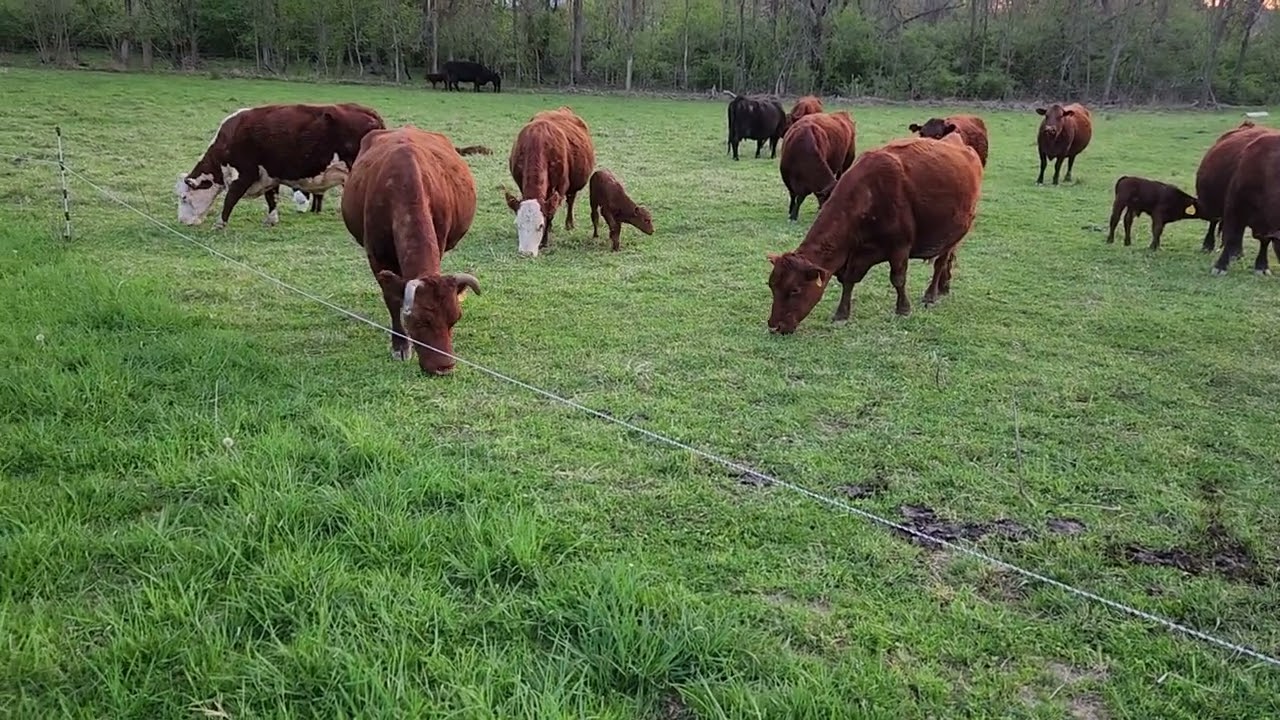 Rotational Grazing Pasture During Fast Growth Spring