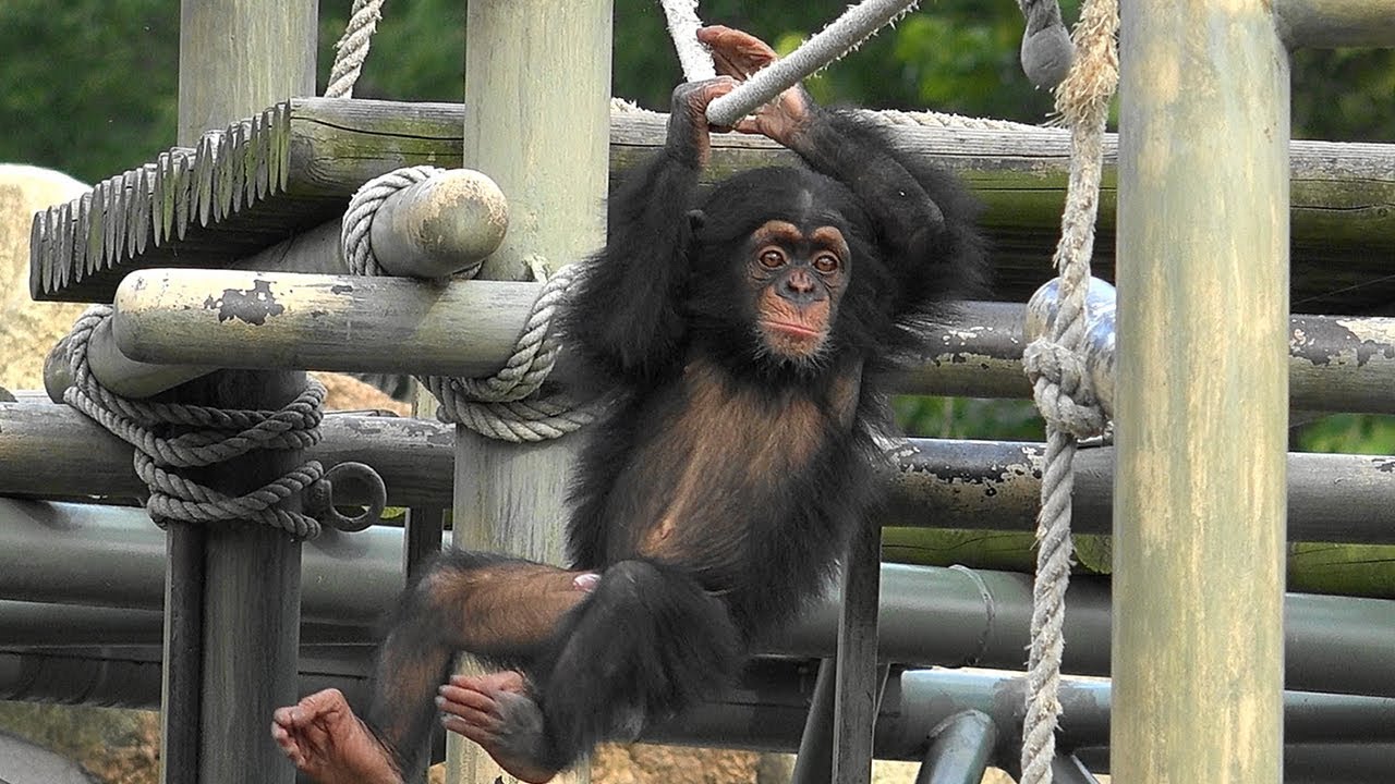 서울대공원 아기 침팬지 '아자' ( 10 Months Chimp 'AJA' )